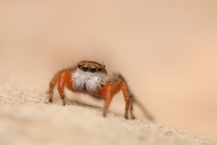 Habronattus icenoglei