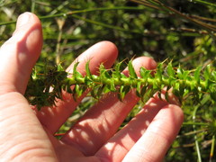 Cullumia setosa