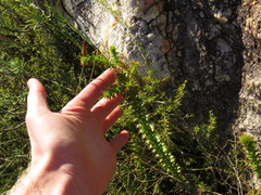Cullumia setosa