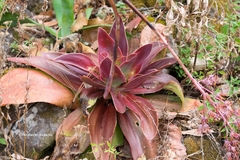 Echeveria dactylifera