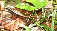 Zonosaurus madagascariensis