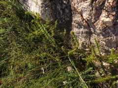 Cullumia setosa
