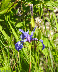 Iris prismatica