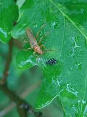 Cantharis rufa