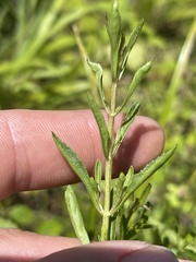 Mecardonia acuminata