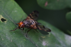 Otites porcus