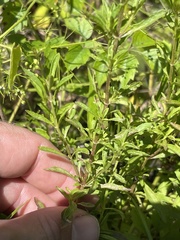 Mecardonia acuminata