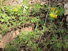 Chamaecytisus supinus