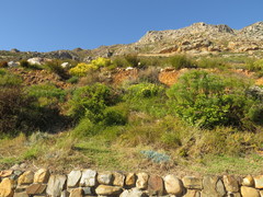 Dimorphotheca walliana