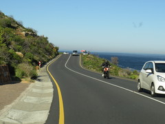 Dimorphotheca walliana