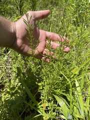 Mecardonia acuminata