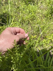 Mecardonia acuminata