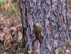 Lepidocolaptes leucogaster