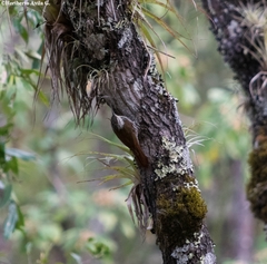 Lepidocolaptes leucogaster