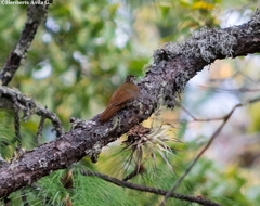 Lepidocolaptes leucogaster