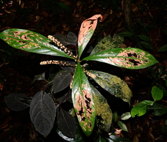 Cybianthus microbotrys