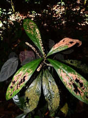 Cybianthus microbotrys