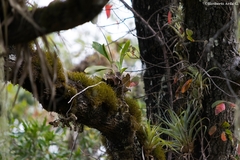 Lepidocolaptes leucogaster