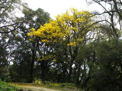Handroanthus lapacho