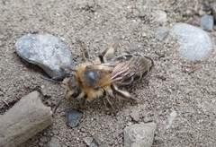 Andrena barbilabris