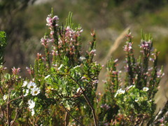 Osmitopsis asteriscoides