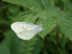 Leptidea juvernica