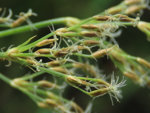 Image of Fimbristylis complanata by (c) chiuluan, some rights reserved (CC BY)