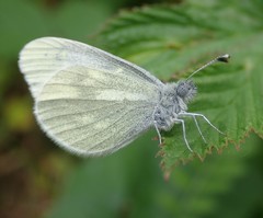 Leptidea juvernica