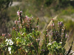 Erica perspicua perspicua