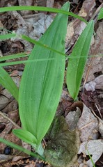 Platanthera ciliaris