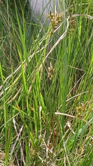 Carex pilulifera