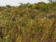 Erica perspicua perspicua