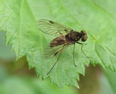 Chrysopilus cristatus