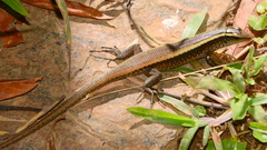 Zonosaurus madagascariensis