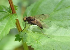 Chrysopilus cristatus