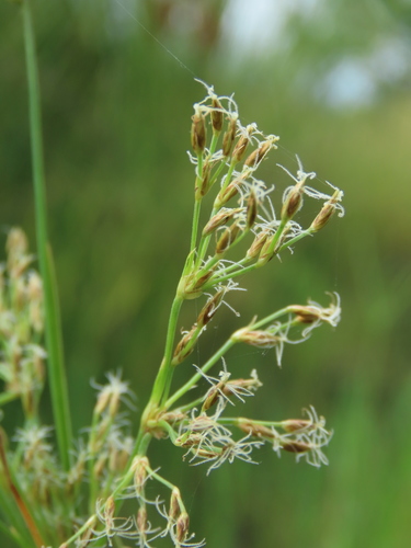 Puerto Rico fimbry (Fimbristylis complanata)