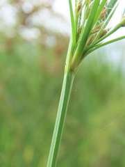 Fimbristylis complanata