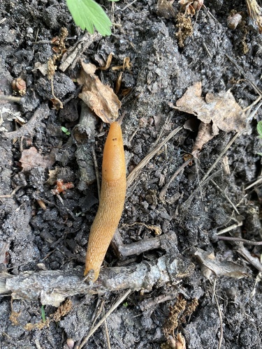 Northern Dusky Slug