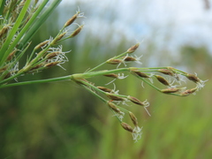 Fimbristylis complanata