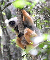 Propithecus diadema