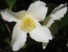 Philadelphus inodorus