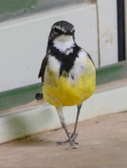 Motacilla flaviventris