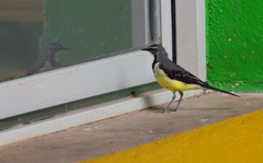 Motacilla flaviventris