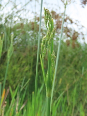 Fimbristylis complanata