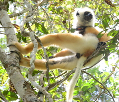 Propithecus diadema