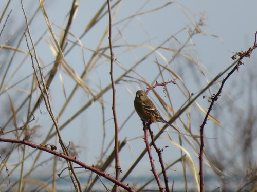 Carpodacus sibiricus