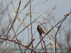 Carpodacus sibiricus