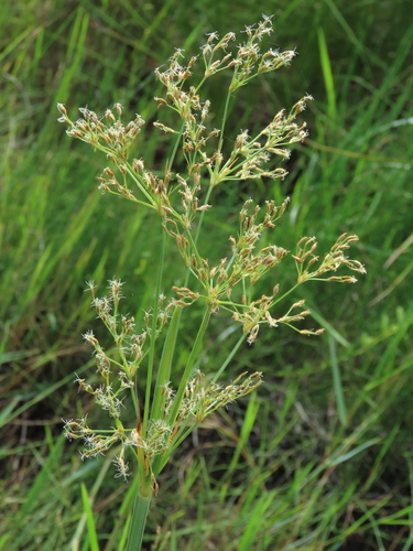 Fimbristylis complanata (Cypéracées de la Réunion) · iNaturalist