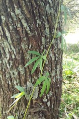 Cissus palmata