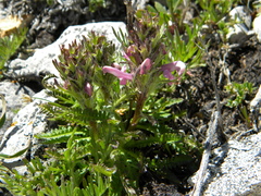 Pedicularis parryi